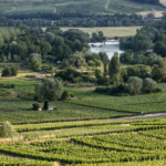 une champagne riche de par sa deversité