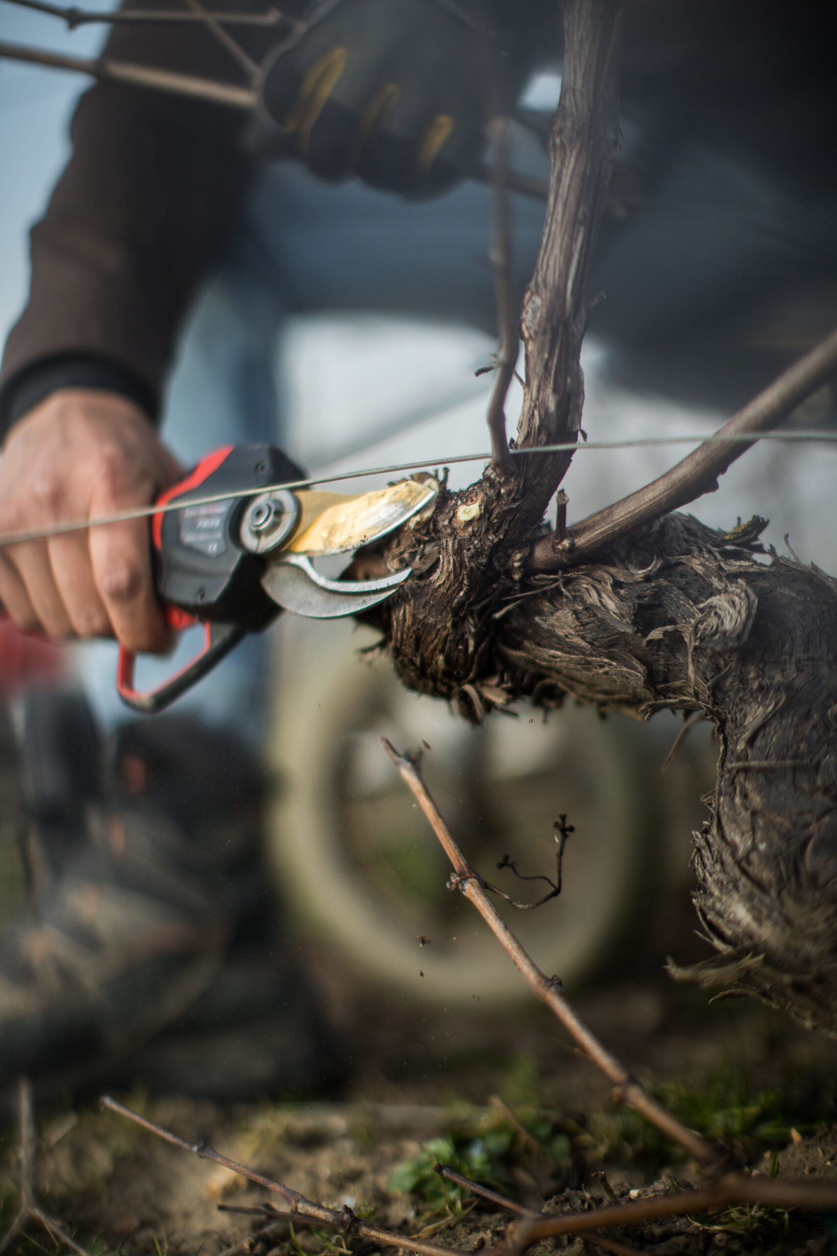 Une viticulture lente et durable